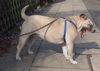 Ca de Bou Foto: Goussette Petite Osanna bitch over 6 years old (ID 15478) Ca de Bou Hund