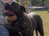 Ca de Bou Foto: Margarita Mix R.J Osanna (ID 26313) Ca de Bou Hund