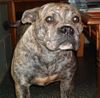 Ca de Bou Foto: 14 months old : Kelsey Taz Osanna (ID 11049) Ca de Bou Hund