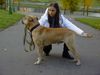 Ca de Bou Foto: Uilis Bruce - CadeBou from Russia (ID 17235) Ca de Bou Hund