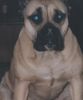 Ca de Bou Foto: Original Ca de Bou Inka Gupla Osanna (ID 20146) Ca de Bou Hund