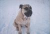 Ca de Bou Foto: Original Ca de Bou Inka Gupla Osanna (ID 20145) Ca de Bou Hund