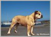 Ca de Bou Foto: Int.Ch, WW 2003, EW 2004 Ikar Chevalier Osanna (ID 11351) Ca de Bou Hund