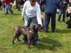 Ca de Bou Foto: Margarita Mix R.J.Osanna (ID 21568) Ca de Bou Hund