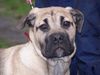 Ca de Bou Foto: Original Ca de Bou from Osanna Kennel (ID 17098) Ca de Bou Hund
