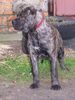 Ca de Bou Foto: Original Ca de Bou from Osanna Kennel (ID 17116) Ca de Bou Hund
