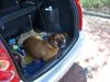 Ca de Bou Foto (ID 44873) Ca de Bou Hund
