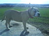 Ca de Bou Foto: Theißen ( 5 Monate ) (ID 41562) Ca de Bou Hund