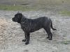 Ca de Bou Foto: MARGARITA MIX R.J Osanna (ID 17682) Ca de Bou Hund