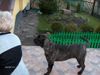 Ca de Bou Foto: MARGARITA MIX R.J Osanna (ID 17683) Ca de Bou Hund
