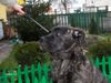 Ca de Bou Foto: MARGARITA MIX R.J Osanna (ID 17684) Ca de Bou Hund