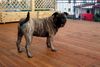 Ca de Bou Foto: Ch.PL. CH. RUS. CH. EST. CH. LV. CH LT CH. LUX. MULTICHAMPION CHE GUEVARA CA DE BOU ANIMUS FORTIS - ORIGINAL CA DE BOU POLAND (ID 26202) Ca de Bou Hund