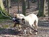 Ca de Bou Foto: Original Ca de Bou from Osanna Kennel (ID 17181) Ca de Bou Hund