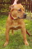 Ca de Bou Foto: CALIU, 10 month old, imported from Mallorca (ID 25991) Ca de Bou Hund