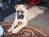 Ca de Bou Foto: DUNA Mea Praetoria Caesareum (ID 17671) Ca de Bou Hund