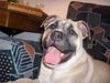 Ca de Bou Foto: DUNA Mea Praetoria Caesareum (ID 17665) Ca de Bou Hund