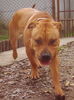Ca de Bou Foto: CALIU, 10 month old, imported from Mallorca (ID 25992) Ca de Bou Hund