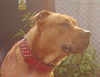 Ca de Bou Foto: CALIU, 10 month old, imported from Mallorca (ID 26030) Ca de Bou Hund