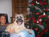 Ca de Bou Foto: DUNA Mea Praetoria Caesareum (ID 17666) Ca de Bou Hund