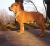 Ca de Bou Foto: CAESAR Mea Praetoria Caesareum FCI, 4 month old (ID 16908) Ca de Bou Hund