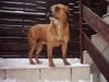 Ca de Bou Foto: Cala de Can-Estruch (ID 8574) Ca de Bou Hund