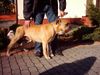 Ca de Bou Hund