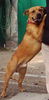 Ca de Bou Foto: CALIU, 10 month old, imported from Mallorca (ID 25994) Ca de Bou Hund