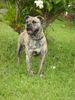 Ca de Bou Foto: it's my dog , c'est ma passion (ID 21771) Ca de Bou Hund