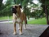 Ca de Bou Foto: PUMA von Zirpen (ID 12796) Ca de Bou Hund