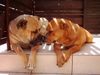 Ca de Bou Foto: Cala de Can Estruch and Puma von Zirpen (ID 12228) Ca de Bou Hund