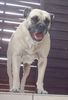 Ca de Bou Foto: TINA de Perreras Algaida, Spain (ID 14326) Ca de Bou Hund