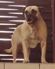 Ca de Bou Foto: TINA de Perreras Algaida, Spain (ID 14324) Ca de Bou Hund