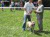 Ca de Bou Foto: BAFI Nektar Polnocy (ID 13846) Ca de Bou Hund