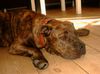 Ca de Bou Foto: Cane-Zarko Mea Praetoria (ID 19437) Ca de Bou Hund