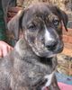 Ca de Bou Foto: Spanish Ca de Bou\'s ??? (ID 16424) Ca de Bou Hund