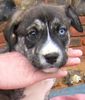 Ca de Bou Foto: Spanish Ca de Bou's ??? (ID 16423) Ca de Bou Hund
