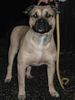 Ca de Bou Foto: Alano, CAC/CACIB BOB at the Eurodogshow 2005 (ID 27371) Ca de Bou Hund