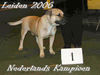 Ca de Bou Foto: Champion of Holland (ID 30628) Ca de Bou Hund