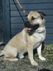 Ca de Bou Foto: Alano (ID 20819) Ca de Bou Hund