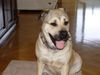 Ca de Bou Foto: BAFI Nektar Polnocy (ID 9629) Ca de Bou Hund