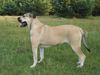Ca de Bou Foto: BAFI Nektar Polnocy (ID 13845) Ca de Bou Hund