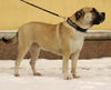 Ca de Bou Foto (ID 31816) Ca de Bou Hund
