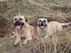 Ca de Bou Foto: Goussette & Bravo (ID 15479) Ca de Bou Hund