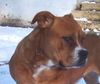 Ca de Bou Foto: CALA de Can Estruch (ID 17970) Ca de Bou Hund