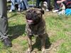 Ca de Bou Foto: EUROPAJUGENDSIEGER DORTMUND 2004;KLUBJUGENSIEGERCZ MLADA BOLESLAV 2004 (ID 11366) Ca de Bou Hund