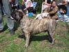 Ca de Bou Foto: EUROPAJUGENDSIEGER DORTMUND 2004;KLUBJUGENSIEGERCZ MLADA BOLESLAV 2004 (ID 11367) Ca de Bou Hund