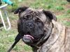 Ca de Bou Foto: EUROPAJUGENDSIEGER DORTMUND 2004;KLUBJUGENSIEGERCZ MLADA BOLESLAV 2004 (ID 11364) Ca de Bou Hund