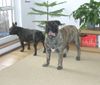 Ca de Bou Foto: Only Original Ca de Bou with PEDIGREE FCI (minimum 3 generations complete.) (ID 11645) Ca de Bou Hund