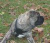 Ca de Bou Foto: Only Original Ca de Bou with PEDIGREE FCI (minimum 3 generations complete.) (ID 11646) Ca de Bou Hund