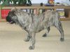 Ca de Bou Foto: Only Original Ca de Bou with PEDIGREE FCI (minimum 3 generations complete.) (ID 11619) Ca de Bou Hund